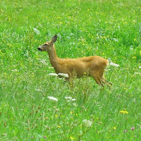 Apartment Sonnenwald Annaberg im Lammertal