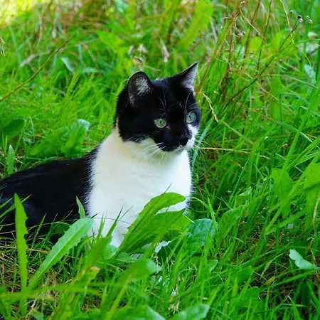 Sonnenwald Apartment *