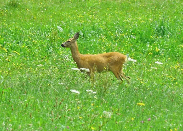 Apartmán Sonnenwald Annaberg im Lammertal