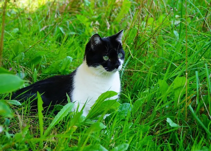 Sonnenwald Apartmán *