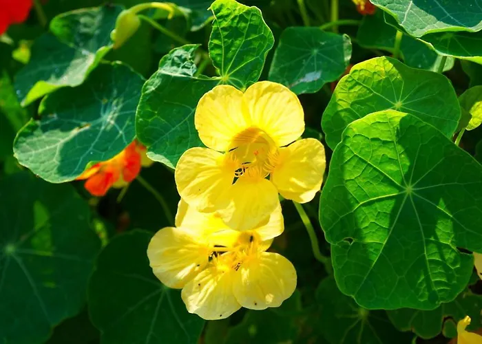 Apartmán Sonnenwald